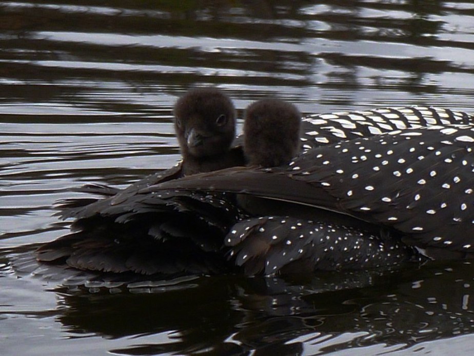 perry_jenny_loon babies