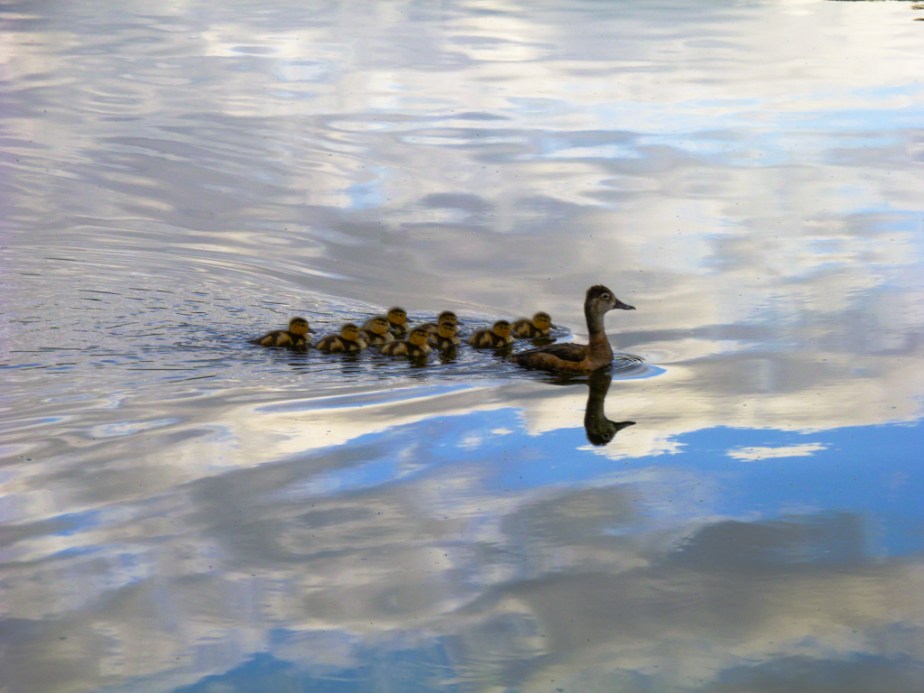 perry_jenny_swimming in a reflection