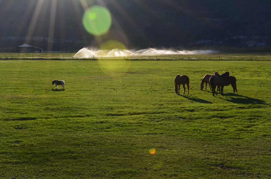 perry_jenny_The_Loner