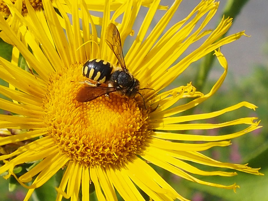 perry_jenny_yellow_bee